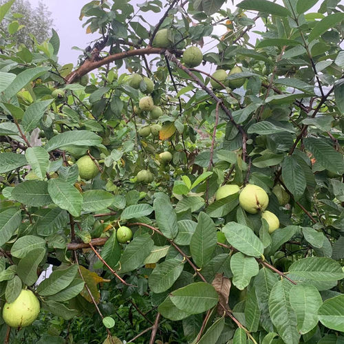 番石榴树果苗珍珠白心树苗南方种植盆栽地栽四季当年果树15年店 - 图2