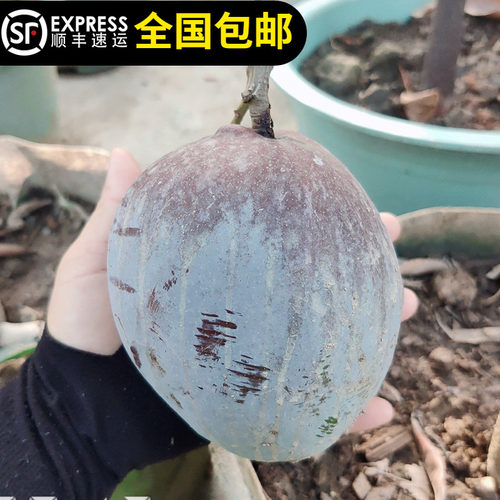 四季芒果苗红芒芒果树香蜜味肉香浓甜盆栽地种东莞15年淘宝老店 - 图1