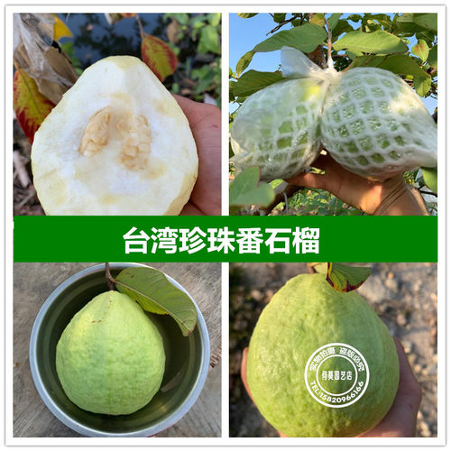 番石榴树果苗珍珠白心树苗南方种植盆栽地栽四季当年果树15年店 - 图1