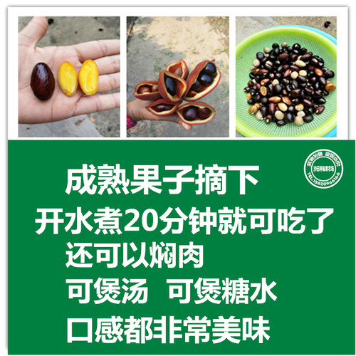 富贵子树苗凤眼果树苗苹婆果树苗频婆果树苗连盆叶土15年淘宝老店 - 图1