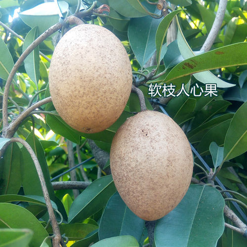 人参果苗人心果树苗越南软枝大果甜度高四季开结果15年淘宝老店 - 图0