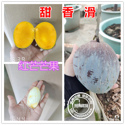 四季芒果苗红芒芒果树香蜜味肉香浓甜盆栽地种东莞15年淘宝老店 - 图2