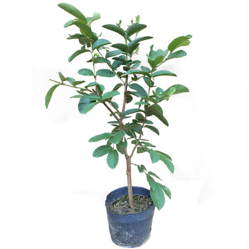 台湾红宝石芭乐西瓜芭乐番石榴树苗红心番石四季结果15年淘宝老店 - 图3