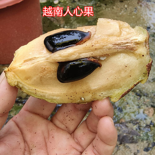 人参果苗人心果树苗越南软枝大果甜度高四季开结果15年淘宝老店 - 图2