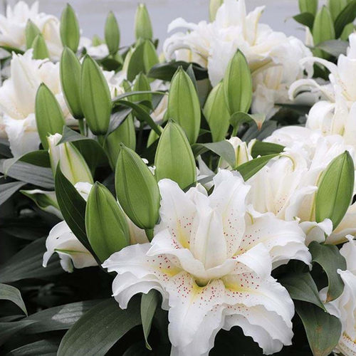 乔乔花屋 荷兰进口香水百合花种球西塔重瓣矮化 3粒装现货 - 图0