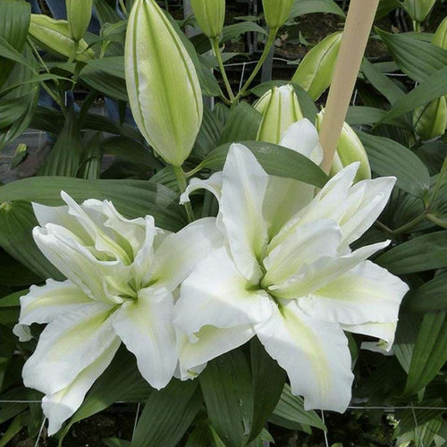 乔乔花屋 荷兰进口香水百合花种爱莎白色绿心重瓣浓香 3粒装现货 - 图0