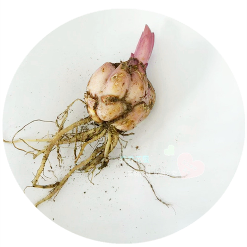 乔乔花屋 荷兰进口香水百合花种球西塔重瓣矮化 3粒装现货 - 图3