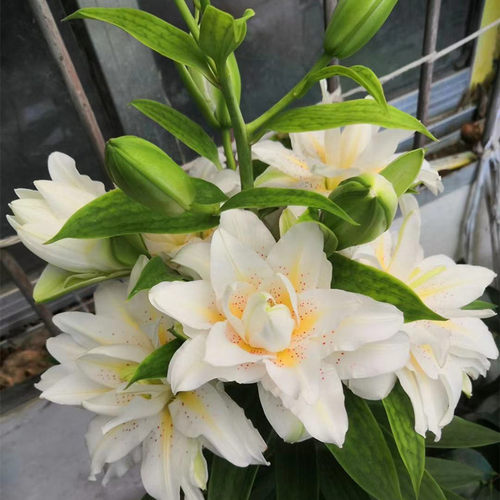 乔乔花屋 荷兰进口香水百合花种球西塔重瓣矮化 3粒装现货 - 图2