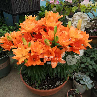 乔乔花屋亚洲百合种球重瓣矮化无香盆栽系列小惊喜3粒装现货 虎窝淘