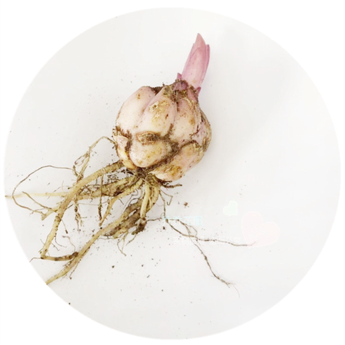 乔乔花屋 百合花种球重瓣香水多个品种系列经典款新款 3粒装现货 - 图3