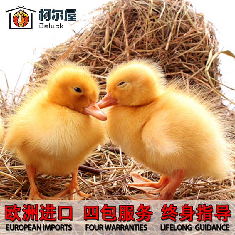 欧洲柯尔鸭CallDuck受精蛋科尔鸭可达鸭网红宠物鸭纯种蛋幼崽活物,淘宝优惠券,粉丝福利购,淘宝优惠卷