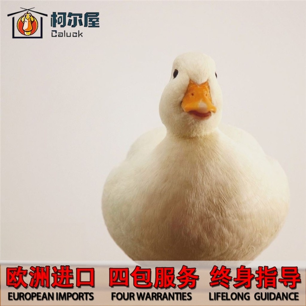 欧洲柯尔鸭CallDuck受精蛋科尔鸭可达鸭网红宠物鸭纯种蛋幼崽活物,淘宝优惠券,粉丝福利购,淘宝优惠卷