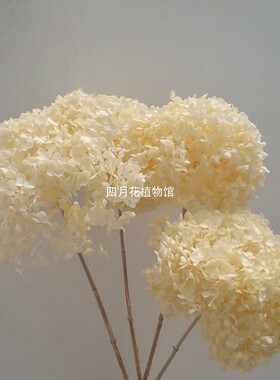 云朵绣球长枝家居艺术拍摄花束