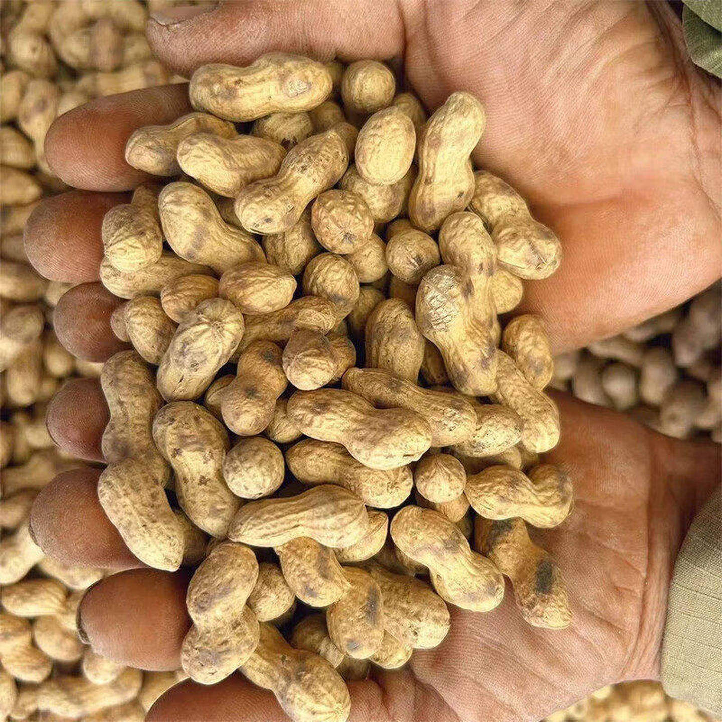 柴火花生烤花生新花生豆大颗粒炒货原味带壳零食坚果年货旗舰店,淘宝优惠券,粉丝福利购,淘宝优惠卷