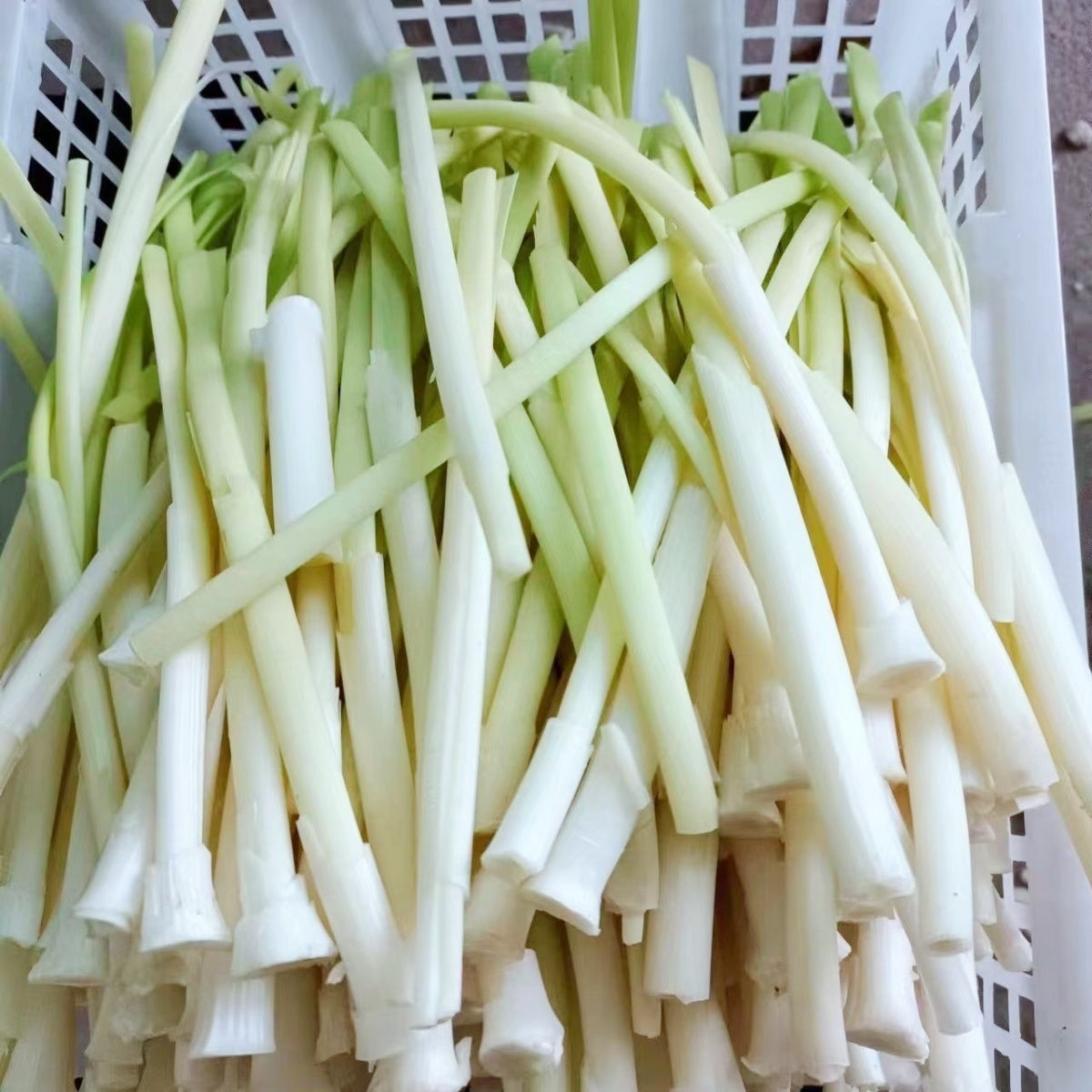 四月新鲜野生蒲菜鲜嫩野菜去皮净菜蒲草心蔬菜蒲笋蒲儿菜水生竹笋 - 图0