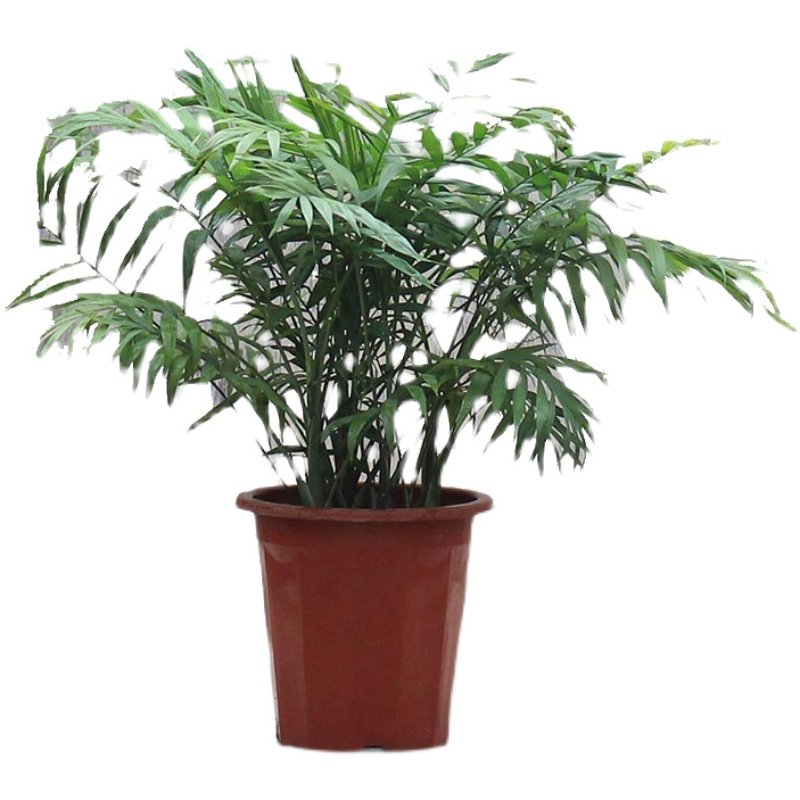 袖珍椰子散尾葵绿植盆栽盆栽室内客厅大型绿植花卉净化空气吸甲醛,淘宝优惠券,粉丝福利购,淘宝优惠卷