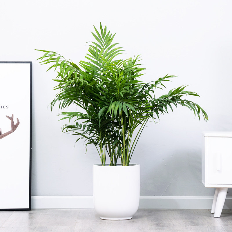 袖珍椰子散尾葵绿植盆栽盆栽室内客厅大型绿植花卉净化空气吸甲醛,淘宝优惠券,粉丝福利购,淘宝优惠卷