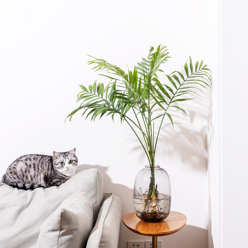 水培袖珍椰子散尾葵绿植盆栽室内客厅大型绿植花卉净化空气除甲醛 - 图2