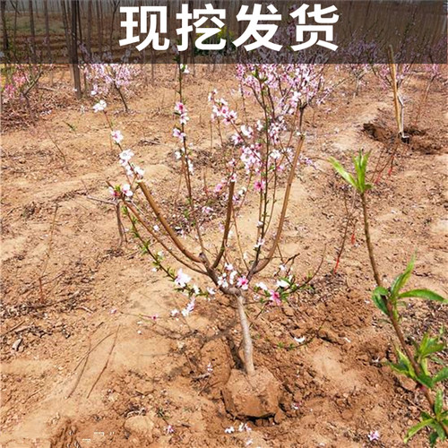 奉化水蜜桃苗南北方地栽耐寒桃树果苗盆栽嫁接早晚熟大树当年结果 - 图0