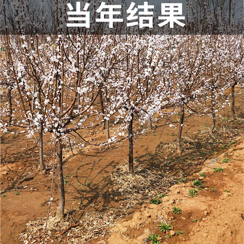 香白杏树果苗南北方种植耐寒特大号杏子盆栽嫁接早晚熟当年结果 - 图3