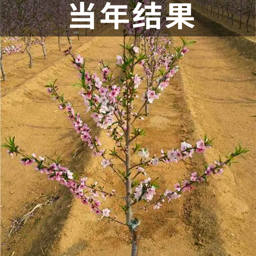 奉化水蜜桃苗南北方地栽耐寒桃树果苗盆栽嫁接早晚熟大树当年结果 - 图1