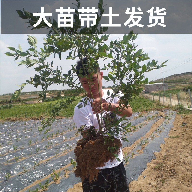 兔眼蓝莓苗南北方庭院地栽种植蓝莓树果苗盆栽四季大果当年结果 - 图0