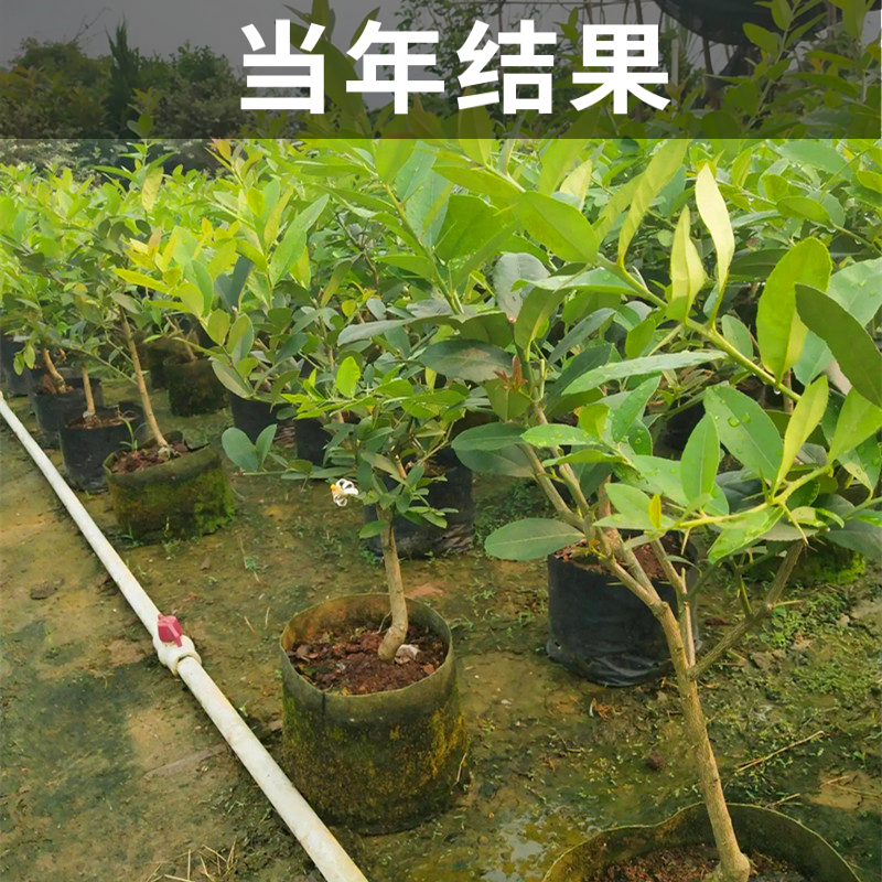 泰国青柠檬树苗南北方庭院地栽种植特大无籽阳台盆栽嫁接当年结果-图2