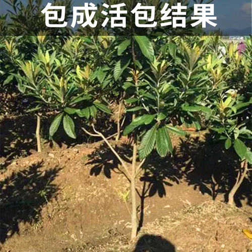 大五星枇杷苗树南北方种植耐寒果苗大果带土盆栽嫁接大树当年结果 - 图3