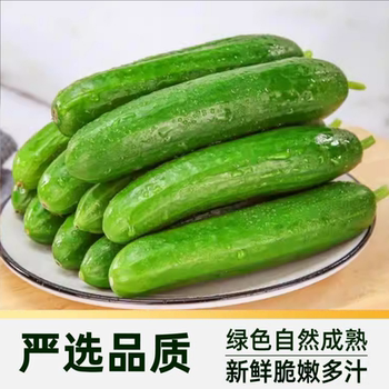 众利合山东水果黄瓜新鲜脆嫩爽口无刺开箱即食口口鲜香多种吃法实付14.9元到手包邮