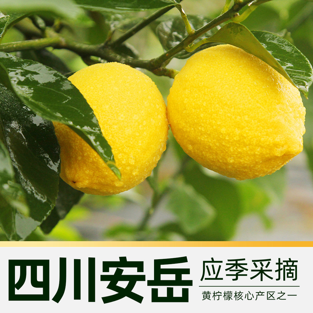 喵满分四川安岳黄柠檬5斤单果80g+新鲜水果整箱包邮