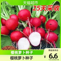 (one) Devodo cherry radish seed family balcony potted fresh radish seed Big full