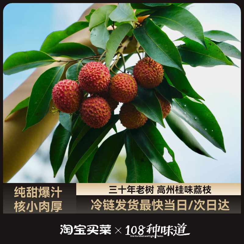 广东高州带枝采摘高甜度老树桂味地头顺丰直发荔枝现摘现发整箱