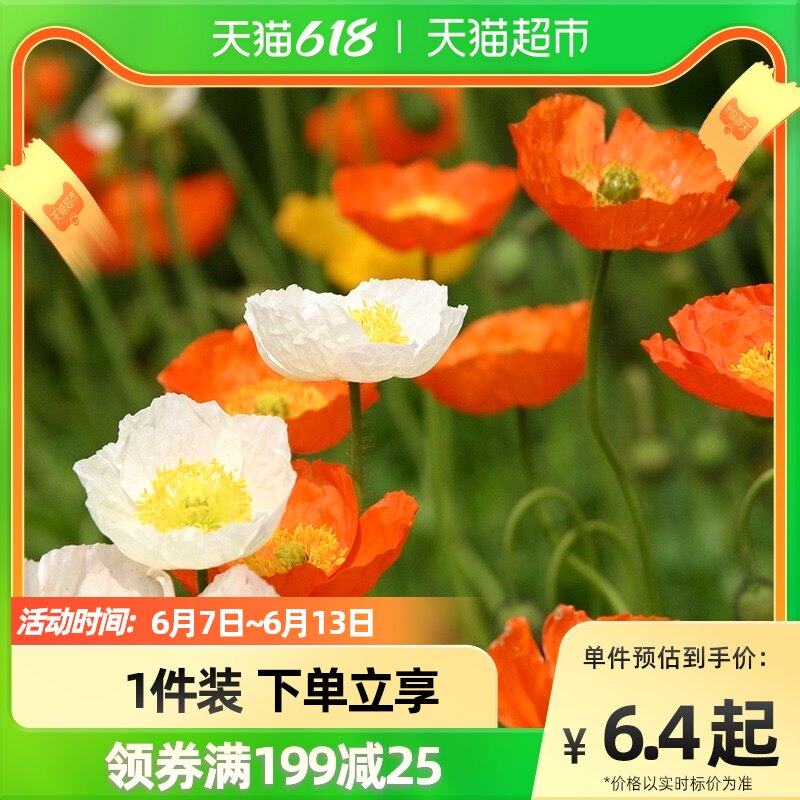 花种新手 新人首单立减十元 22年6月 淘宝海外 花种新手 新人首单立减十元 22年6月 淘宝海外