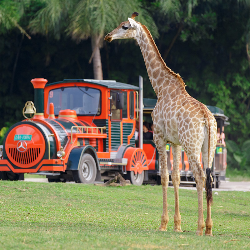 【免费享升房】广州长隆熊猫酒店2天1晚动物世界+欢乐世界+飞鸟乐园 - 图2