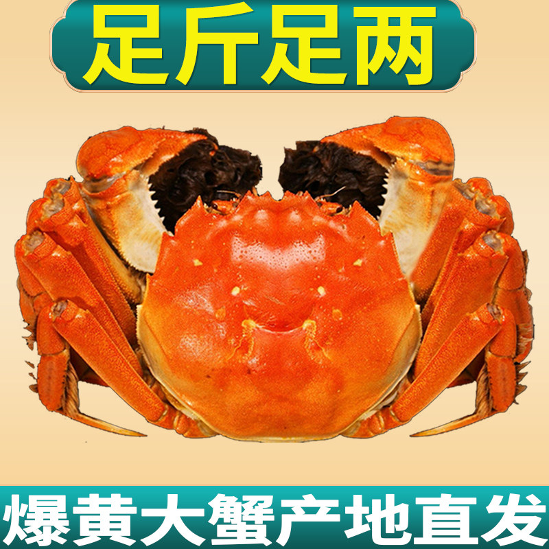 [活蟹]仲秋大闸蟹鲜活现货特大全母螃蟹公河蟹精品礼盒,淘宝优惠券,粉丝福利购,淘宝优惠卷
