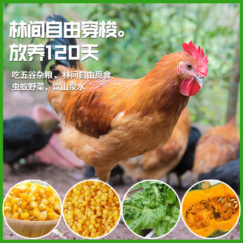 临沂黑脚大公鸡正宗农家散养土鸡走地鸡黑脚鸡整鸡溜达鸡,淘宝优惠券,粉丝福利购,淘宝优惠卷