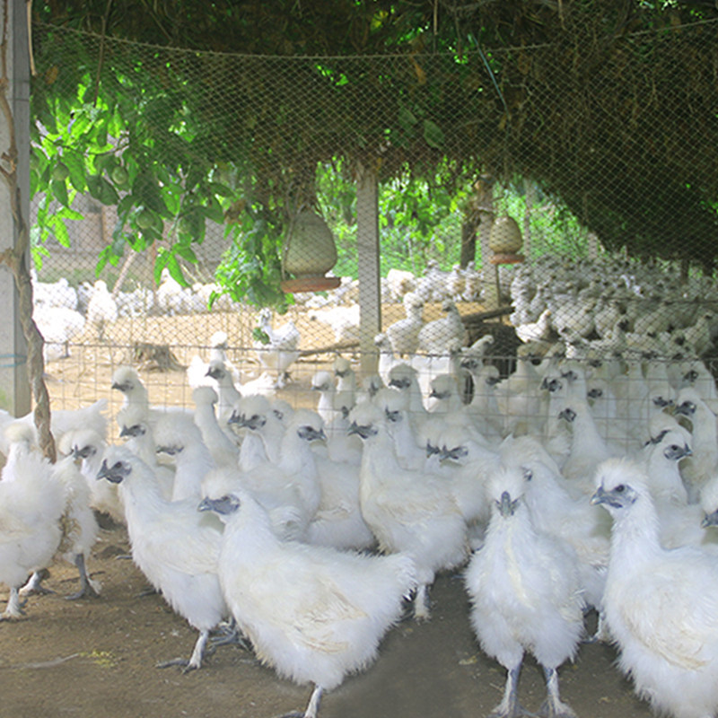 天农清远乌鸡农家散养138天走地鸡整鸡谷饲供港新鲜煲汤食材,淘宝优惠券,粉丝福利购,淘宝优惠卷