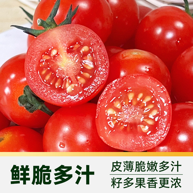【知翠】串收樱桃番茄生吃小西红柿新鲜孕妇儿童水果自然熟