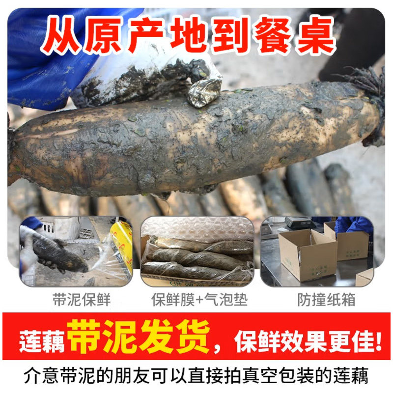 正宗洪湖粉藕莲藕中段煲汤藕新鲜糯米藕炖汤九孔藕湖北红莲藕,淘宝优惠券,粉丝福利购,淘宝优惠卷