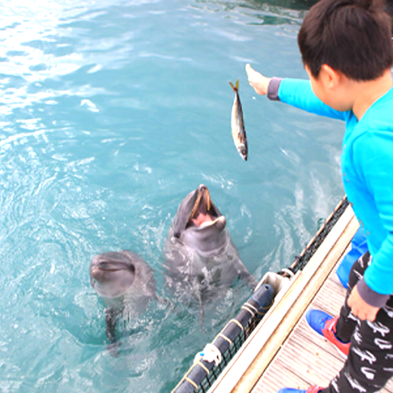 日本旅游 冲绳元气村与海豚共游专业教练亲密接触追海豚互动体验 - 图1