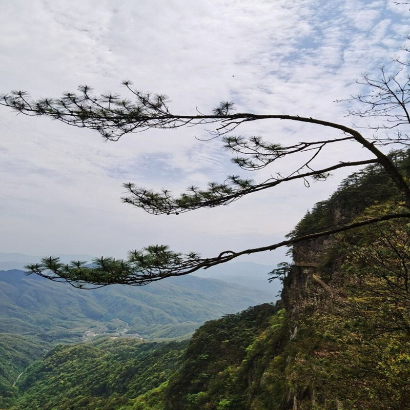 [明月山-大门票]宜春明月山森林公国门票 - 图3