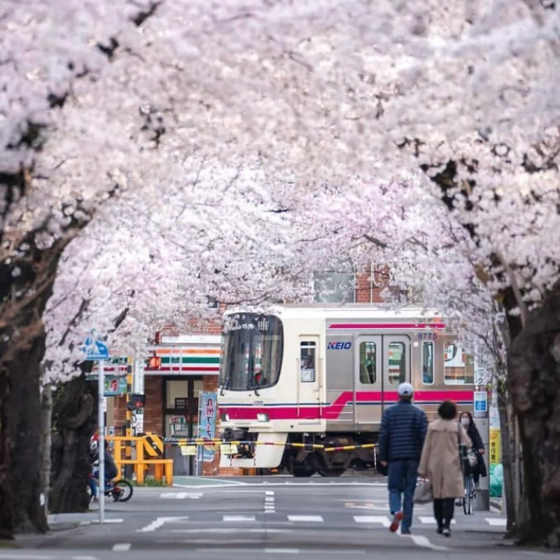 日本·三年多次旅游签证·上海送签·【省中旅】高出签率·材料简化优质服务可办理加急 - 图0