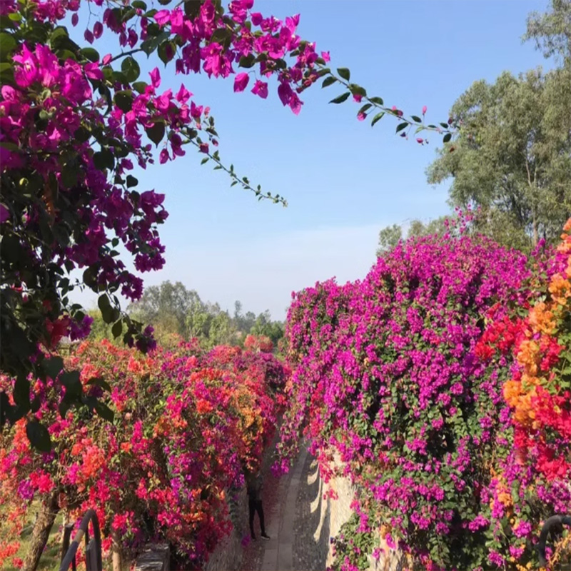 [广州花都马岭观花植物园-大门票]花都马岭观花植物园 大门票 - 图0