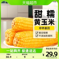 ) Sweet Glutinous Yellow Corn Low Fat 2023 Fresh Breakfast Submeal Soft Glutinous Clear Sweet Vacuum Packing 8 Root