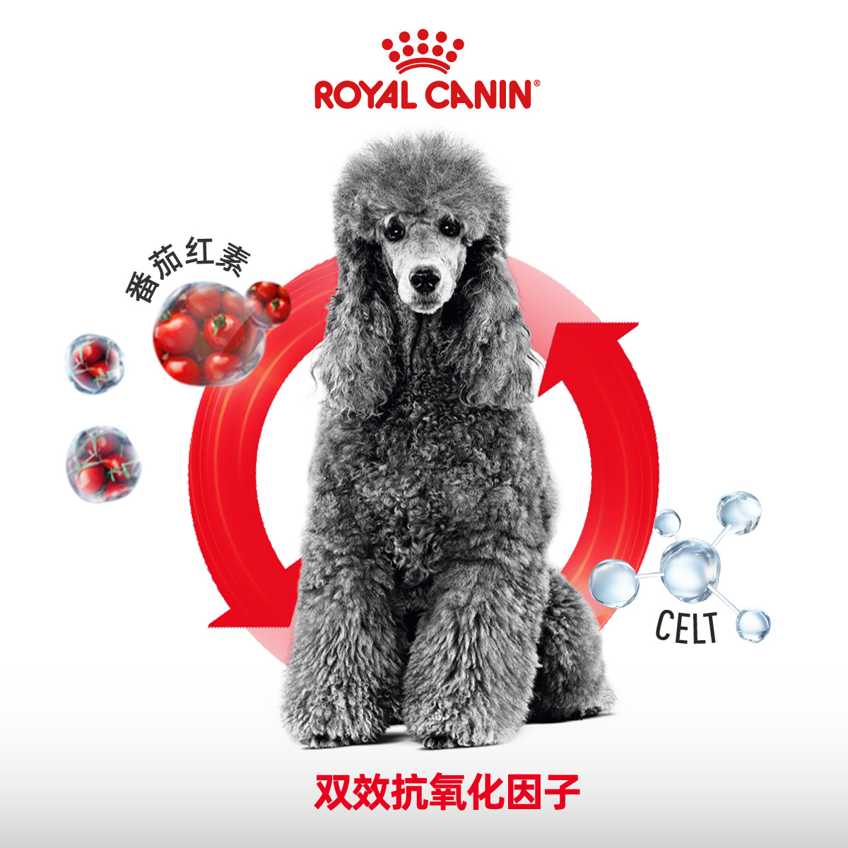 皇家狗粮贵宾成犬全价粮（8岁以上）老年犬小型犬主粮PDA26/3KG,淘宝优惠券,粉丝福利购,淘宝优惠卷