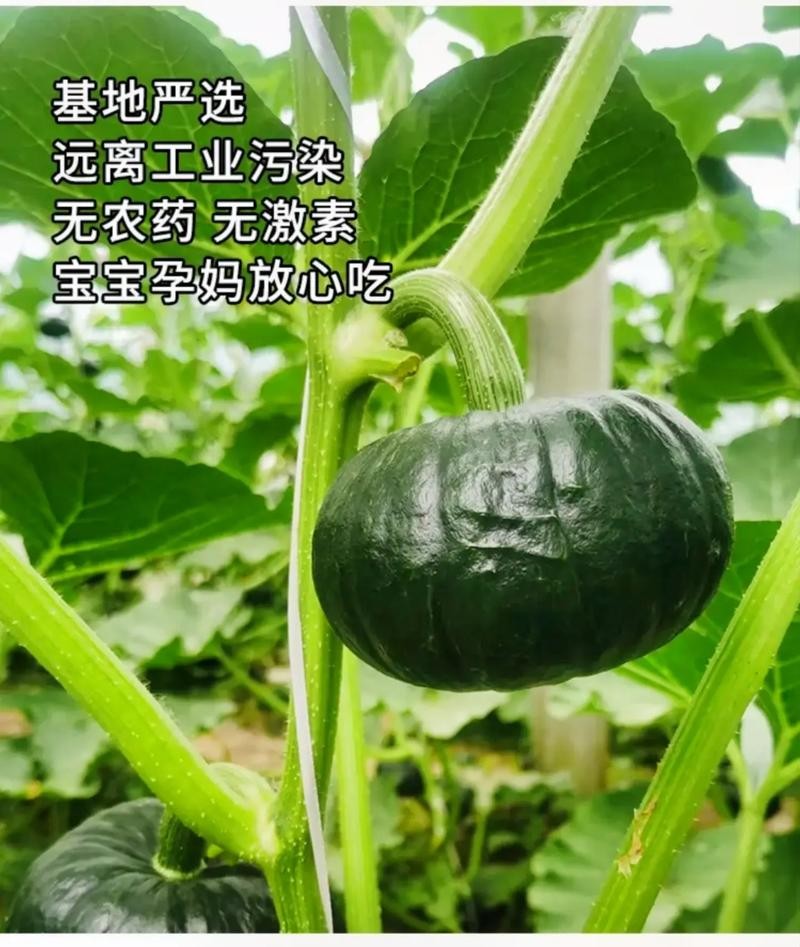 2025惠和1号贝贝南瓜板栗味迷你小瓜粉糯香甜软孕妇宝宝辅食 - 图3