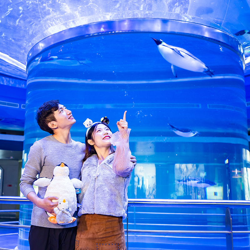 [上海海昌海洋公园-海豚拍照（不含门票）]不含门票 官方旗舰店