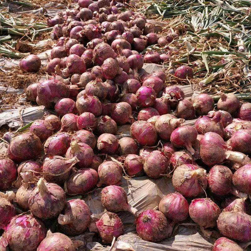 山东农家现挖水果紫洋葱甜味生吃紫皮圆葱头蔬菜新鲜整箱,淘宝优惠券,粉丝福利购,淘宝优惠卷