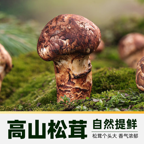 猫超臻选松茸特级生抽莲花0添加酿造酱油凉拌炒菜红烧调料百搭 - 图1