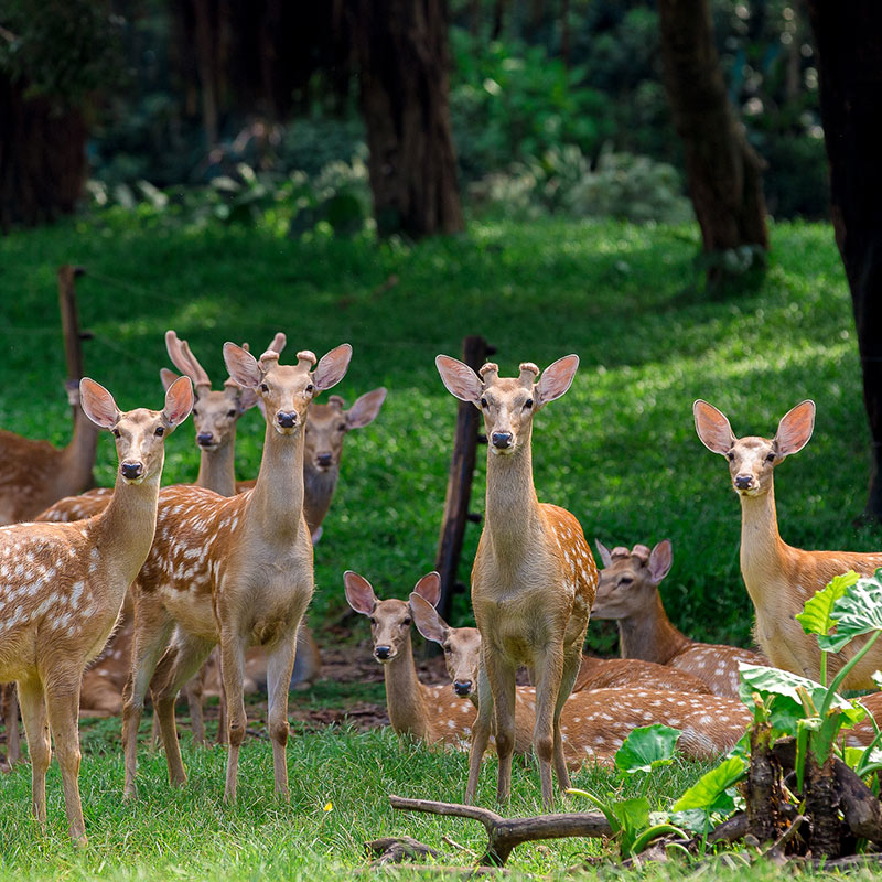 [广州长隆野生动物世界-1日门票]长隆官方特惠门票 - 图2